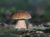 Boletus edulis 14, Gewoon eekhoorntjesbrood, Saxifraga-Luuk Vermeer