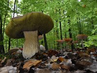 Boletus edulis 18, Gewoon eekhoorntjesbrood, Saxifraga-Luuk Vermeer