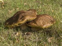 Boletus edulis 22, Gewoon eekhoorntjesbrood, Saxifraga-Willem van Kruijsbergen