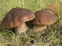 Boletus edulis 24, Gewoon eekhoorntjesbrood, Saxifraga-Willem van Kruijsbergen