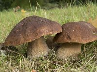 Boletus edulis 25, Gewoon eekhoorntjesbrood, Saxifraga-Willem van Kruijsbergen