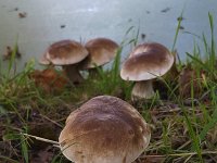 Boletus edulis 26, Gewoon eekhoorntjesbrood, Saxifraga-Roel Meijer