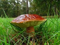 Boletus edulis 28, Eekhoorntjesbrood; Slenk, Saxifraga-Hans Grotenhuis