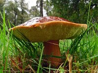 Boletus edulis 29, Eekhoorntjesbrood; Slenk, Saxifraga-Hans Grotenhuis