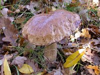 Boletus edulis 4, Gewoon eekhoorntjesbrood, Saxifraga-Peter Meininger