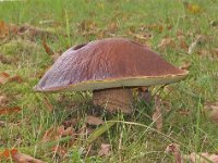 Boletus edulis 9, Gewoon eekhoorntjesbrood, Saxifraga-Ab H Baas