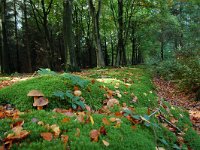 Neoboletus erythropus 4, Gewone heksenboleet, Saxifraga-Annemiek Bouwman