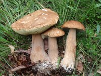 Boletus reticulatus 1, Saxifraga-Jan Willem Jongepier