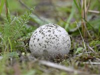 Bovista plumbea 4, Loodgrijze bovist, Saxifraga-Luuk Vermeer