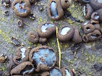 Bulgaria inquinans 12, Zwarte knoopzwam, Saxifraga-Roel Meijer  Black Bulgar fungi (Bulgaria inquinans) : autumn, autumnal, black, black bulgar, bulgar, Bulgaria inquinans, fungi, fungus, growth, mushroom, mushrooms, natural, nature