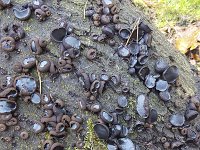 Bulgaria inquinans 13, Zwarte knoopzwam, Saxifraga-Roel Meijer  Black Bulgar fungi (Bulgaria inquinans) : autumn, autumnal, black, black bulgar, bulgar, Bulgaria inquinans, fungi, fungus, growth, mushroom, mushrooms, natural, nature