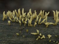 Calocera cornea 1, Geel hoorntje, Saxifraga-Willem van Kruijsbergen