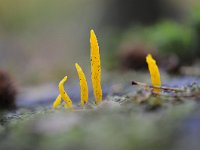 Calocera cornea 11, Geel hoorntje, Saxifraga-Luuk Vermeer