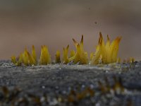 Calocera cornea 12, Geel hoorntje, Saxifraga-Luuk Vermeer