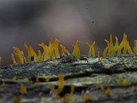 Calocera cornea 13, Geel hoorntje, Saxifraga-Luuk Vermeer