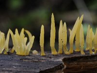 Calocera cornea 14, Geel hoorntje, Saxifraga-Luuk Vermeer