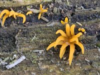 Calocera cornea 15, Geel hoorntje, Saxifraga-Tom Heijnen