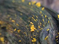 Calocera cornea 16, Geel hoorntje, Saxifraga-Tom Heijnen