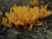 Calocera cornea 2, Geel hoorntje, Saxifraga-Willem van Kruijsbergen