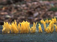 Calocera cornea 3, Geel hoorntje, Saxifraga-Jan van der Straten