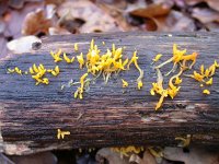 Calocera cornea 4, Geel hoorntje, Saxifraga-Peter Meininger