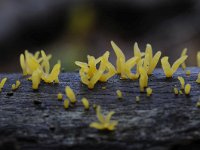 Calocera cornea 5, Geel hoorntje, Saxifraga-Luuk Vermeer