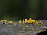 Calocera cornea 6, Geel hoorntje, Saxifraga-Luuk Vermeer