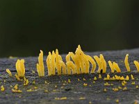 Calocera cornea 7, Geel hoorntje, Saxifraga-Luuk Vermeer