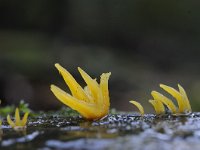 Calocera cornea 8, Geel hoorntje, Saxifraga-Luuk Vermeer