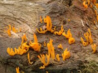Calocera viscosa, Yellow Stagshorn