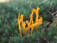 Calocera viscosa 11, Kleverig koraalzwammetje, Saxifraga-Luc Hoogenstein
