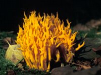 Calocera viscosa 12, Kleverig koraalzwammetje, Saxifraga-Jan Nijendijk