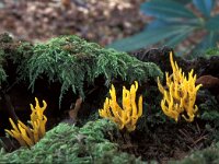 Calocera viscosa 13, Kleverig koraalzwammetje, Saxifraga-Jan van der Straten
