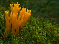 Calocera viscosa 17, Kleverig koraalzwammetje, Saxifraga-Rik Kruit