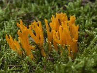 Calocera viscosa 18, Kleverig koraalzwammetje, Saxifraga-Willem van Kruijsbergen
