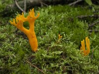 Calocera viscosa 20, Kleverig koraalzwammetje, Saxifraga-Willem van Kruijsbergen