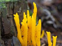 Jelly fungus Yellow stagshorn (Calocera viscosa)  Jelly fungus Yellow stagshorn (Calocera viscosa) : jelly fungus, Yellow stagshorn, Calocera viscosa, fungus, fungi, yellow, nature, natural, fall, autumn, autumnal, outside, outdoor, no people, nobody, growth, many