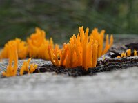 Calocera viscosa 24, Kleverig koraalzwammetje, Saxifraga-Luuk Vermeer