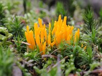 Calocera viscosa 25, Kleverig koraalzwammetje, Saxifraga-Luuk Vermeer
