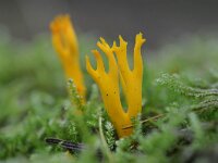 Calocera viscosa 26, Kleverig koraalzwammetje, Saxifraga-Luuk Vermeer