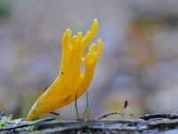 Calocera viscosa 27, Kleverig koraalzwammetje, Saxifraga-Luuk Vermeer