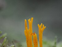 Calocera viscosa 30, Kleverig koraalzwammetje, Saxifraga-Luuk Vermeer