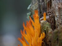 Calocera viscosa 32, Kleverig koraalzwammetje, Saxifraga-Luuk Vermeer