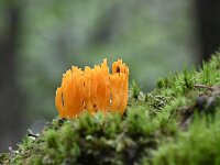 Calocera viscosa 33, Kleverig koraalzwammetje, Saxifraga-Luuk Vermeer
