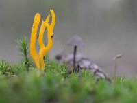 Calocera viscosa 35, Kleverig koraalzwammetje, Saxifraga-Luuk Vermeer