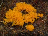 Calocera viscosa 36, Kleverig koraalzwammetje, Saxifraga-Luuk Vermeer