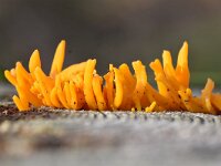Calocera viscosa 37, Kleverig koraalzwammetje, Saxifraga-Luuk Vermeer
