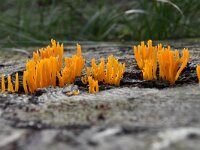Calocera viscosa 38, Kleverig koraalzwammetje, Saxifraga-Luuk Vermeer