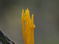 Calocera viscosa 39, Kleverig koraalzwammetje, Saxifraga-Luuk Vermeer