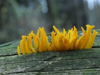 Calocera viscosa 40, Kleverig koraalzwammetje, Saxifraga-Luuk Vermeer